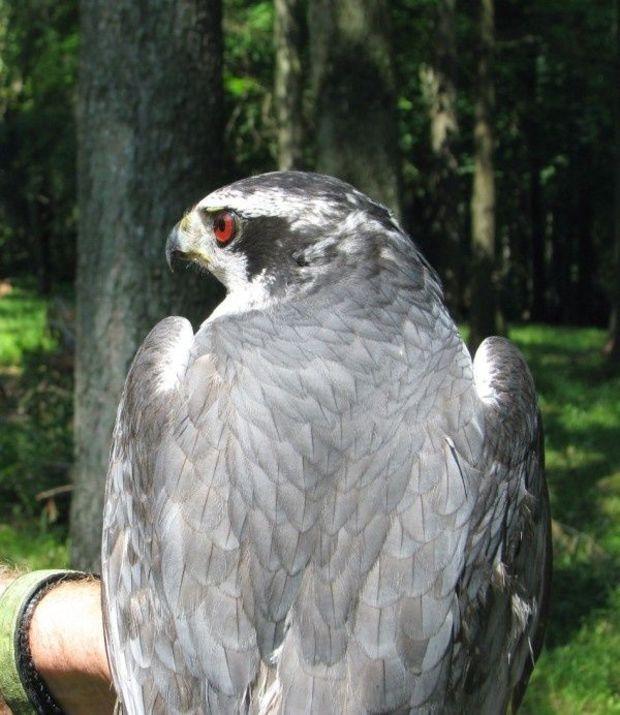An endangered Northern goshawk. Photo courtesy of Maryland DNR An endangered Northern goshawk. Photo courtesy of Maryland DNR