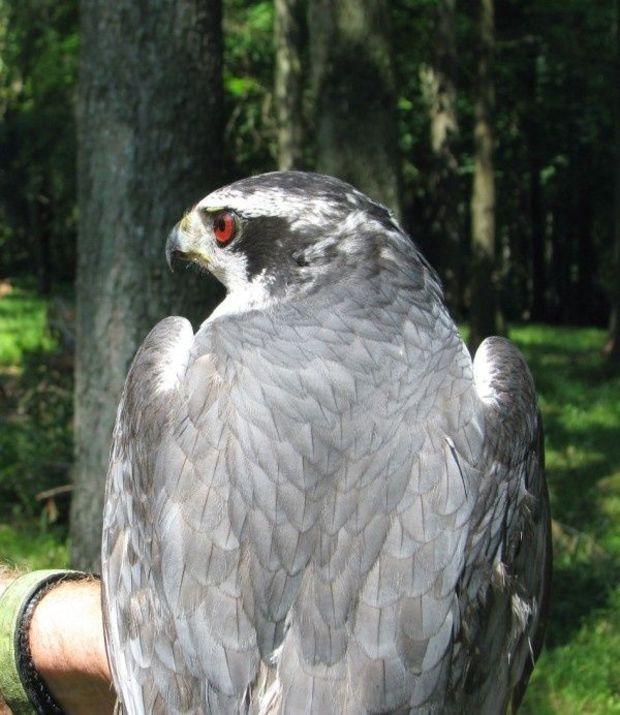 An endangered Northern goshawk. Photo courtesy of Maryland DNR