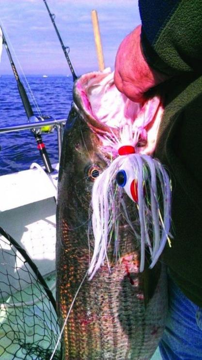 As fall progresses, larger rockfish swim into Chesapeake waters.