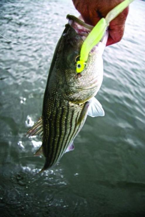 Fall rockfish will hit leadheads tipped with soft plastics. Photo by Chris D. Dollar