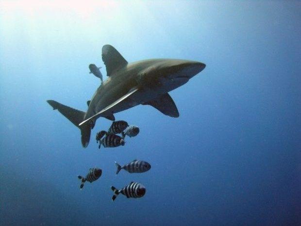 photo courtesy of the Fish and Wildlife Service