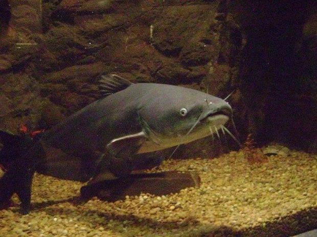 Blue Catfish: New Predators in the Bay | PropTalk