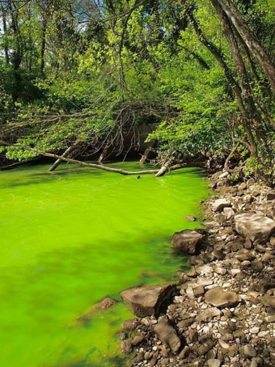 Eutrophication is evident by the lime-green water color, caused by dense algal blooms or cyanobacteria. Photo taken in April 2012.