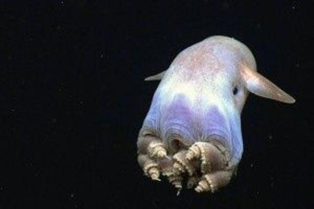 earthsky.org/earth/video-dumbo-octopus