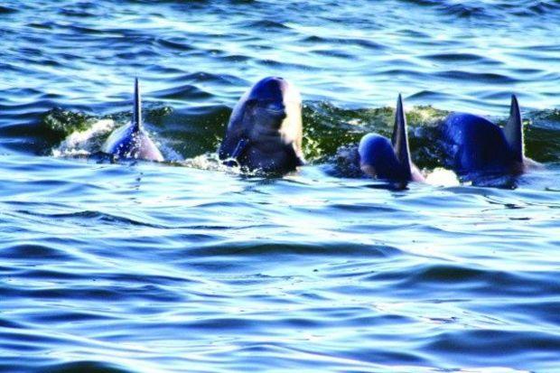 Where would you prefer to see dolphins: in the aquarium or in the wild? Photo by Paula Feldman Where would you prefer to see dolphins: in the aquarium or in the wild? Photo by Paula Feldman