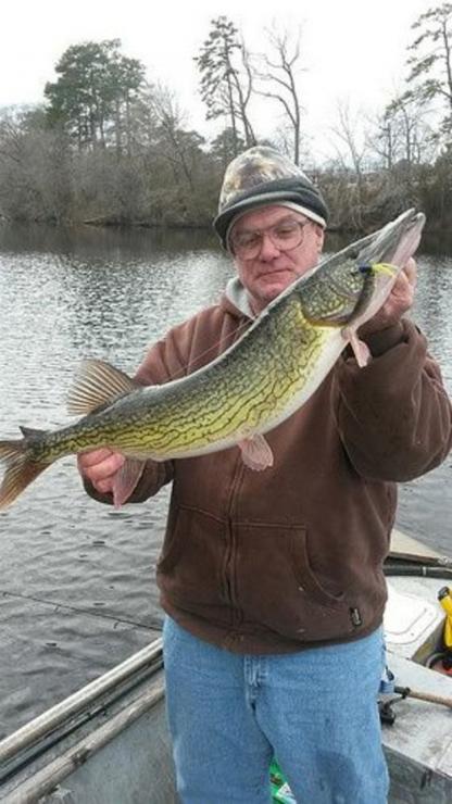 Haile’s state record chain pickerel. Photo by Eddie Haile.