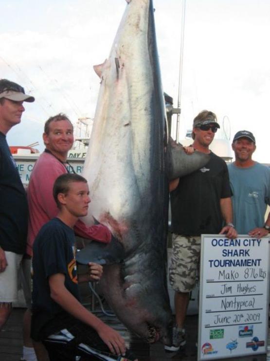The Maryland state record, 876-pound Mako shark caught by Jim Hughes on June 20, 2009 at the OC Shark Tourney. Photo credit: Elizabeth Johnson. The Maryland state record, 876-pound Mako shark caught by Jim Hughes on June 20, 2009 at the OC Shark Tourney. Photo credit: Elizabeth Johnson.