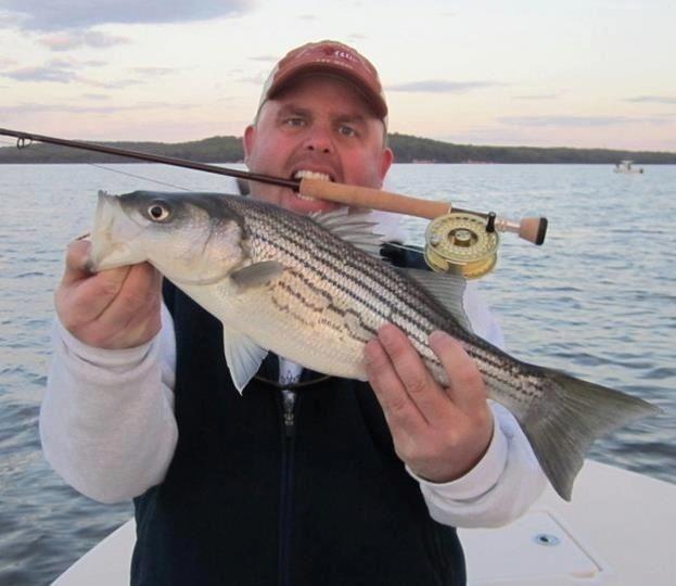 A male striped bass caught during the Susquehanna Flats catch-and-release season earlier this year