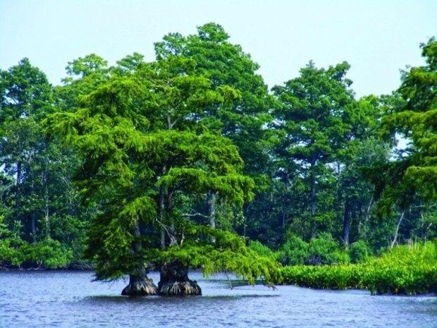 A cypress on the Pocomoke. A cypress on the Pocomoke.