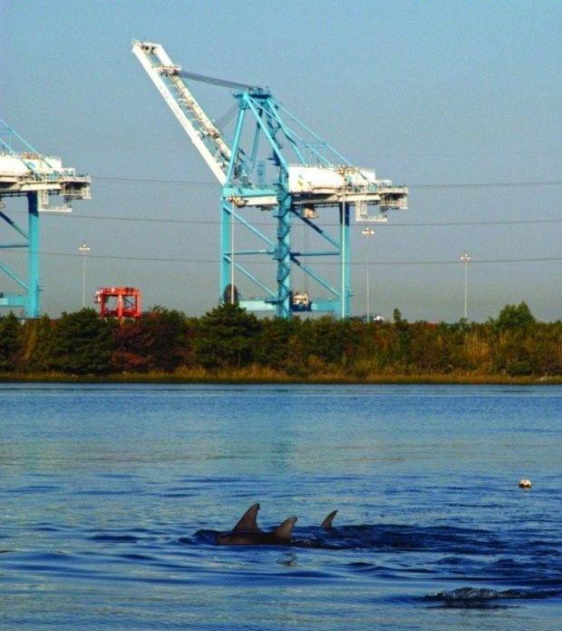 Dolphins in the Lafayette River behind NIT. Dolphins in the Lafayette River behind NIT.
