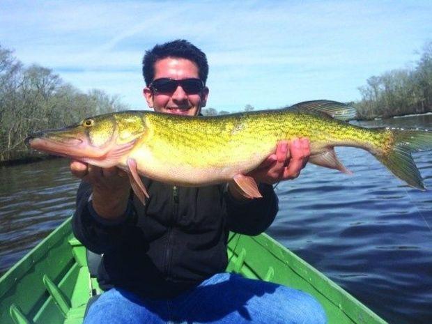 This 30-inch chain pickerel was caught by Brad holbrook, which after a spirited fight was returned to the water unharmed and happy. (Photo courtesy of Tieren Ebbitt.) This 30-inch chain pickerel was caught by Brad holbrook, which after a spirited fight was returned to the water unharmed and happy. (Photo courtesy of Tieren Ebbitt.)