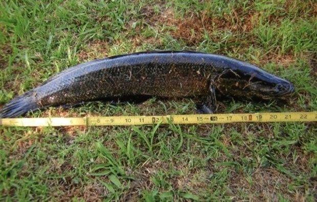 Northern Snakehead Fish. Photo courtesy of DNR Northern Snakehead Fish. Photo courtesy of DNR