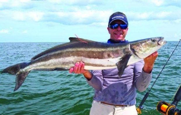 Virginia U.S. Congressman Rob Wittman, fishing Wes Blow, caught this cobia that was already tagged. Photo courtesy of Wes Blow