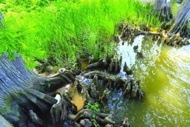 A typical shoreline on the Chickahominy.