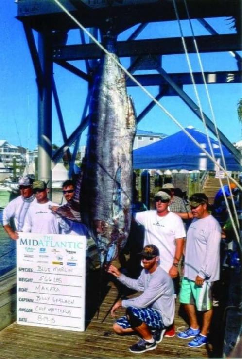 During the MidAtlantic Tournament, Chip Matthews landed a 118 ", 566 lb. blue marlin at the south tip of Norfolk Canyon and won 1st place in the Heaviest Blue Marlin Division. Chip was fishing on the "Makara" with Drew Linzey, Tom McMurray, Capt. Billy Gerlach and mates Zack Adams and Alan Wooten. Photo by George Lenkel