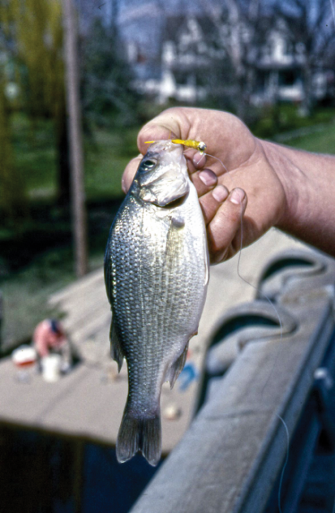 A white perch taken on a yellow crappie jig. A white perch taken on a yellow crappie jig.