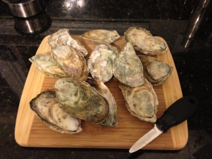 A beautiful pile of Choptank Sweets oysters. Photo by Gary Reich