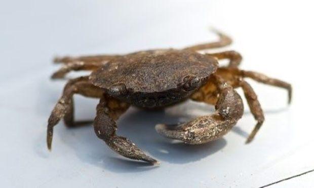 Black-Fingered Mud Crab. Photo courtesy of the Chesapeake Bay Program