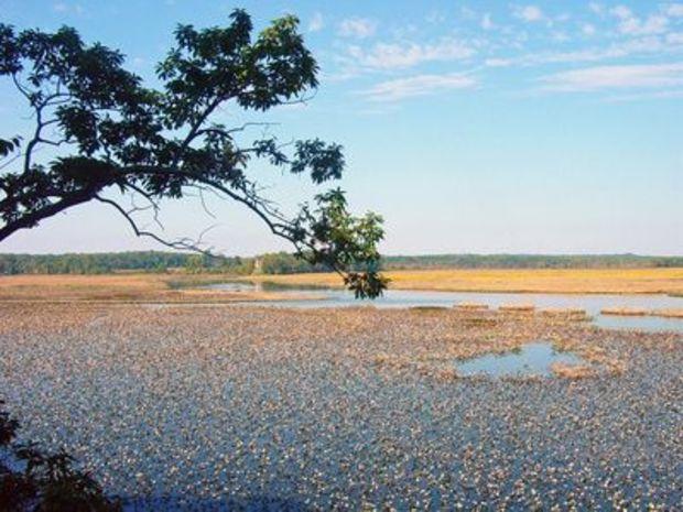 Jug Bay Wetlands Sanctuary. Photo courtesy of the University of Maryland Center for Environmental Science Jug Bay Wetlands Sanctuary. Photo courtesy of the University of Maryland Center for Environmental Science
