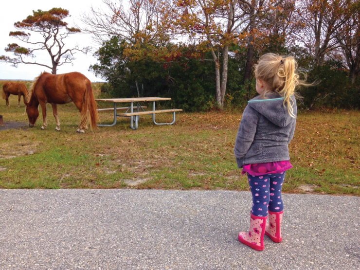Finding horses in the campground on the lee side of the island. Finding horses in the campground on the lee side of the island.
