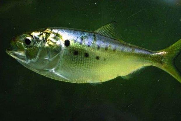 Atlantic menhaden (Brevoortia tyrannus) are filter feeders who swim in large schools in Chesapeake Bay and Mid-Atlantic waters. Photo by Brian Gratwicke