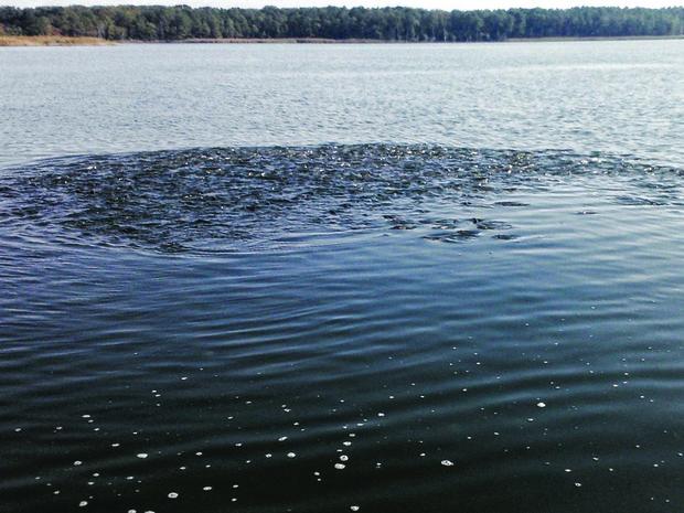 Young-of-year bunker school up as they leave the Wye River. The debate has raged for years over how many menhaden; a vital food source for top game fish like rockfish and bluefish; can be harvested by commercial fisheries. Photo by Capt. Chris D. Dollar Young-of-year bunker school up as they leave the Wye River. The debate has raged for years over how many menhaden; a vital food source for top game fish like rockfish and bluefish; can be harvested by commercial fisheries. Photo by Capt. Chris D. Dollar
